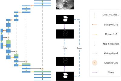 Automatic segmentation of ovarian follicles using deep neural network combined with edge information